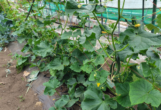 私有地に家庭菜園の土を捨てられている…|50代男性からの調査相談