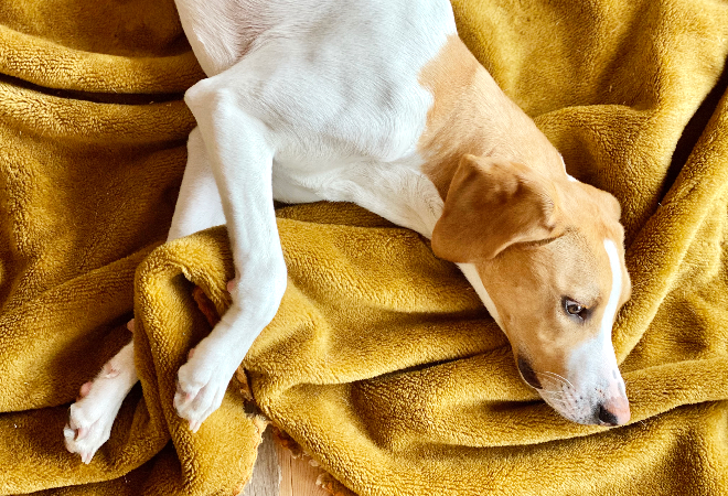 横になっている犬。